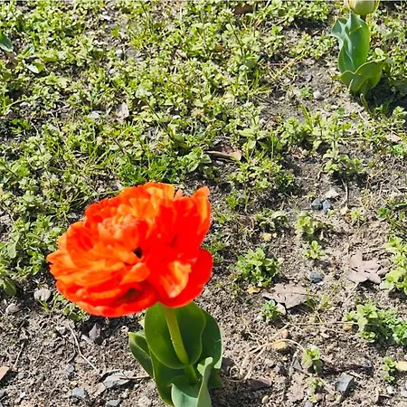 度假居 La Coccinelle Yourhosthelper 居让梅斯特拉